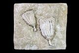 Two Fossil Crinoids (Dizygocrinus) - Missouri #157197-1